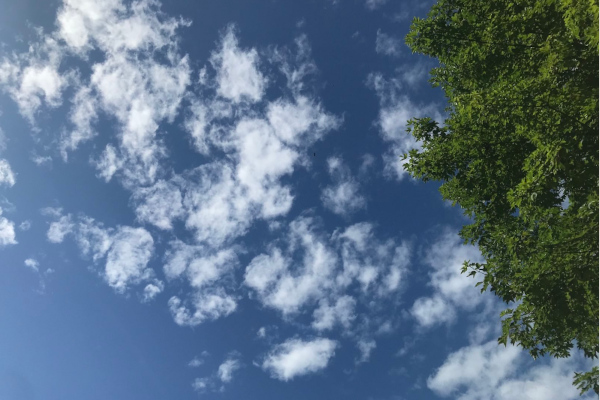 1394 :: Looking up June sky